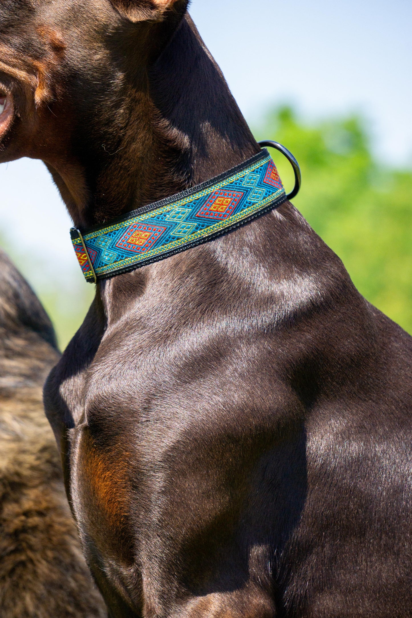 Halsband Pacific blue