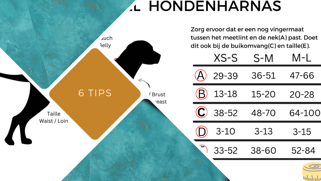 De beste halsband voor je hond kiezen? 6 tips die je kunnen helpen.
