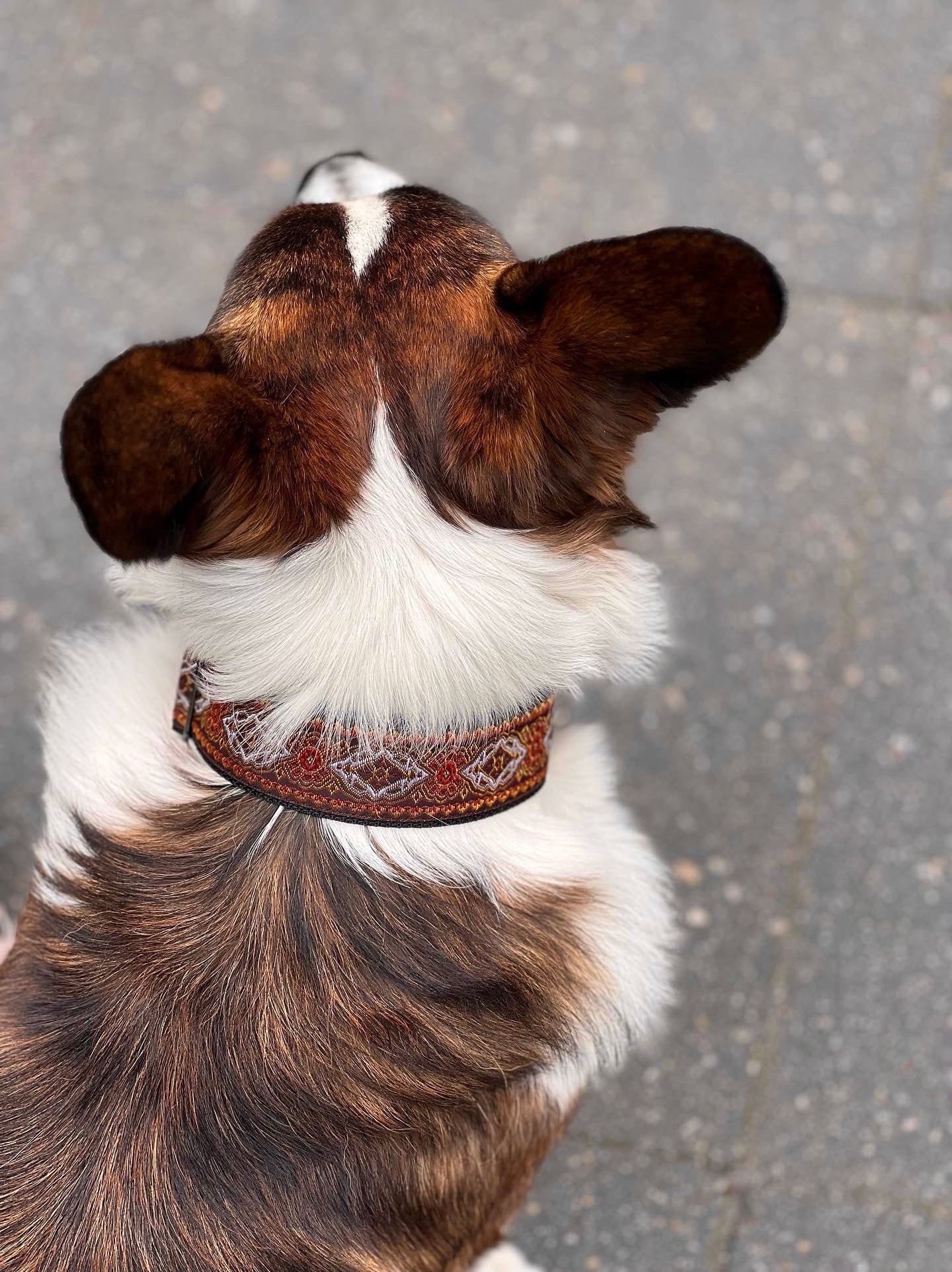 halsband Barok brown