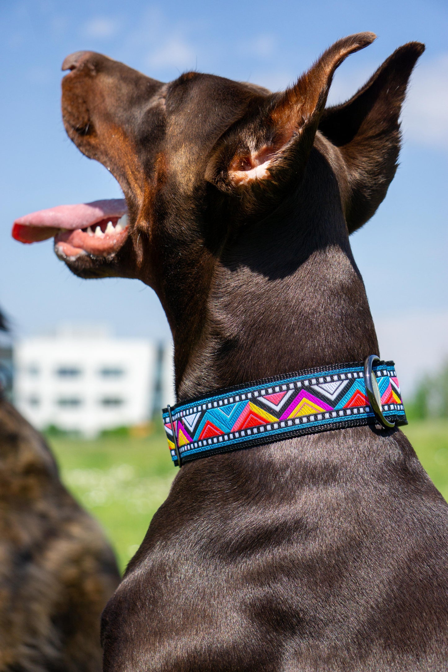 Halsband South West