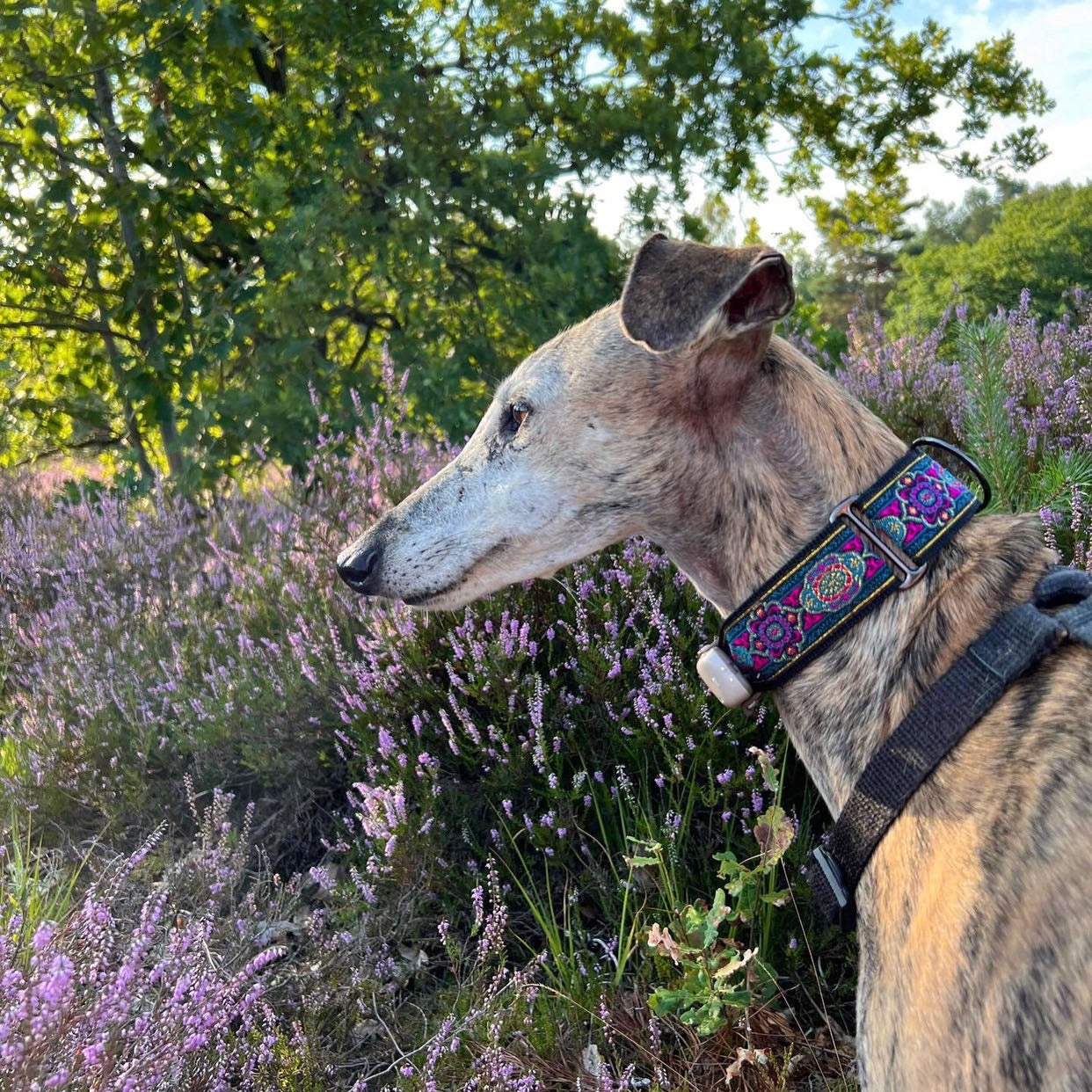 halsband Berry